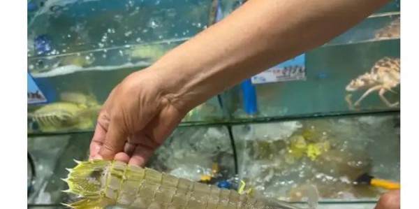 开云官网-4只皮皮虾事件后续：出租车司机被开除，顾客坚持认为司机收了钱